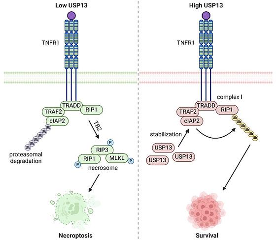 난치성 대장암의 치료 내성 해결할 핵심 단백질 발견